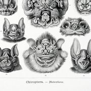 Affiche sur “les chauves-souris”, d’après une lithographie ancienne de 1904