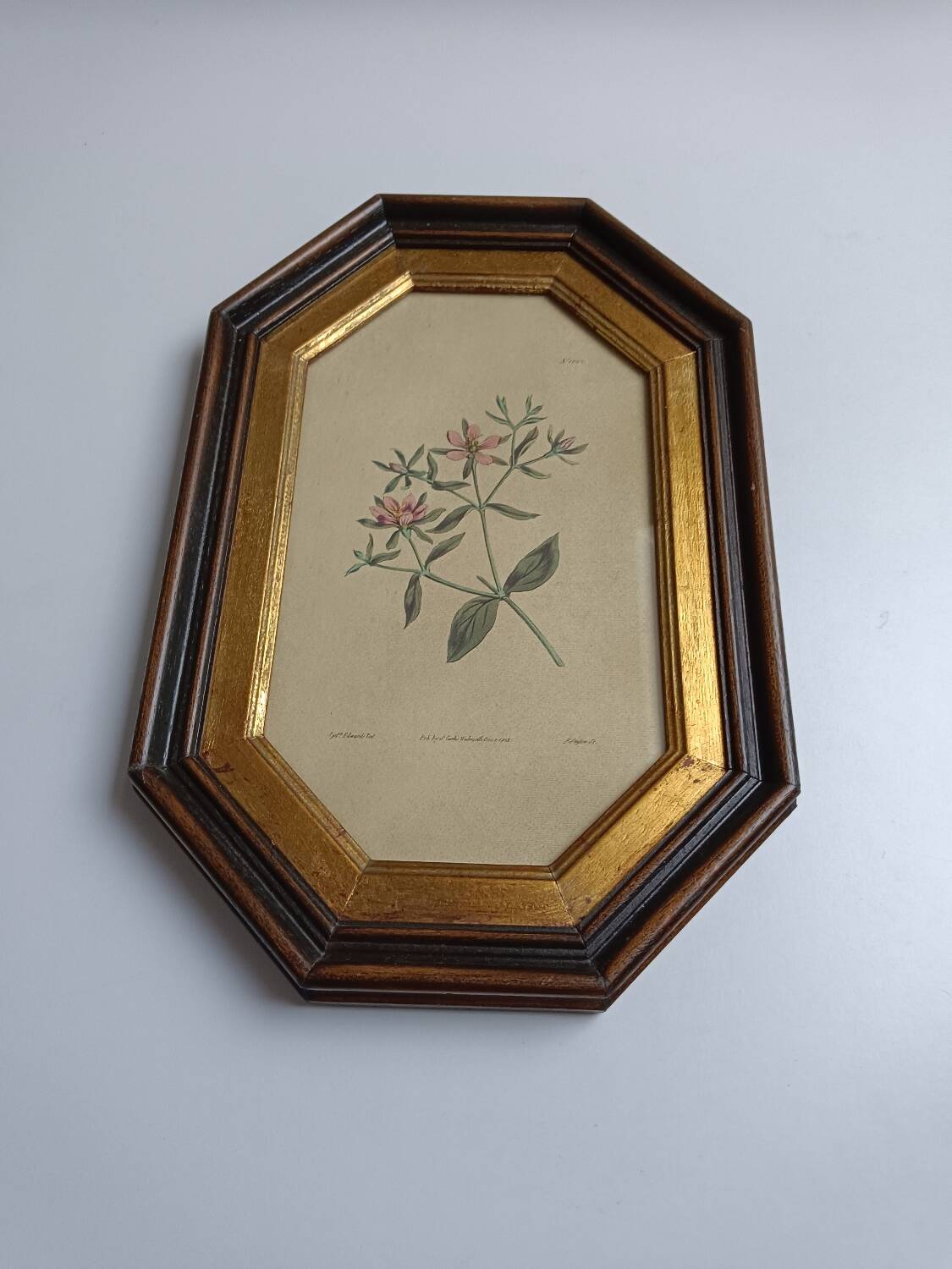 Old octagonal frame lithograph flower plant