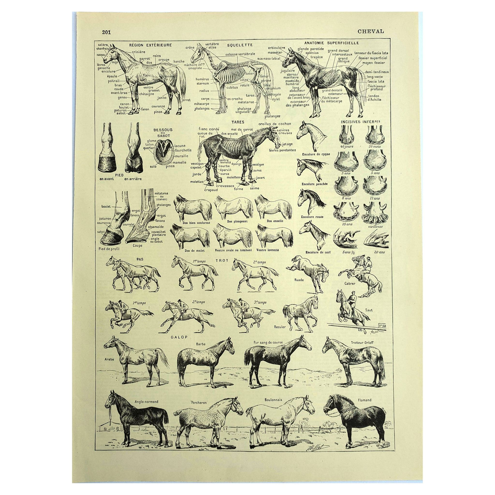 Engraving from 1928 - Horse by A. Millot - old equestrian plate