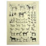 Engraving from 1928 - Horse by A. Millot - old equestrian plate