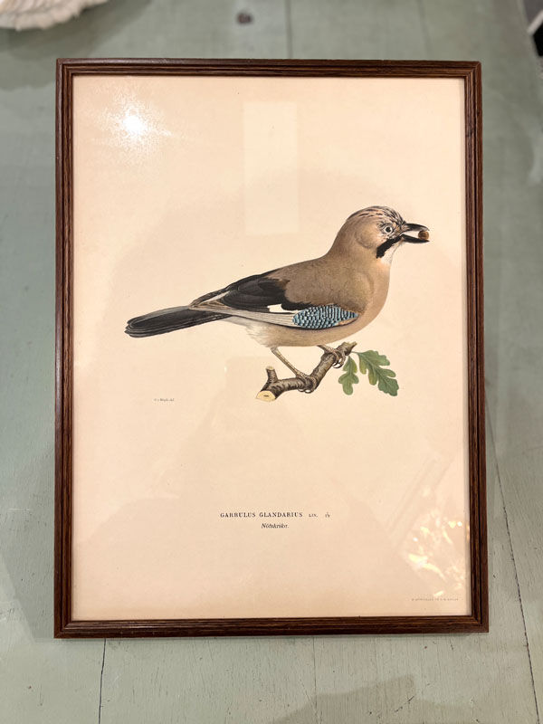 Old board framed under glass, bird