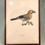 Old board framed under glass, bird