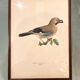 Old board framed under glass, bird