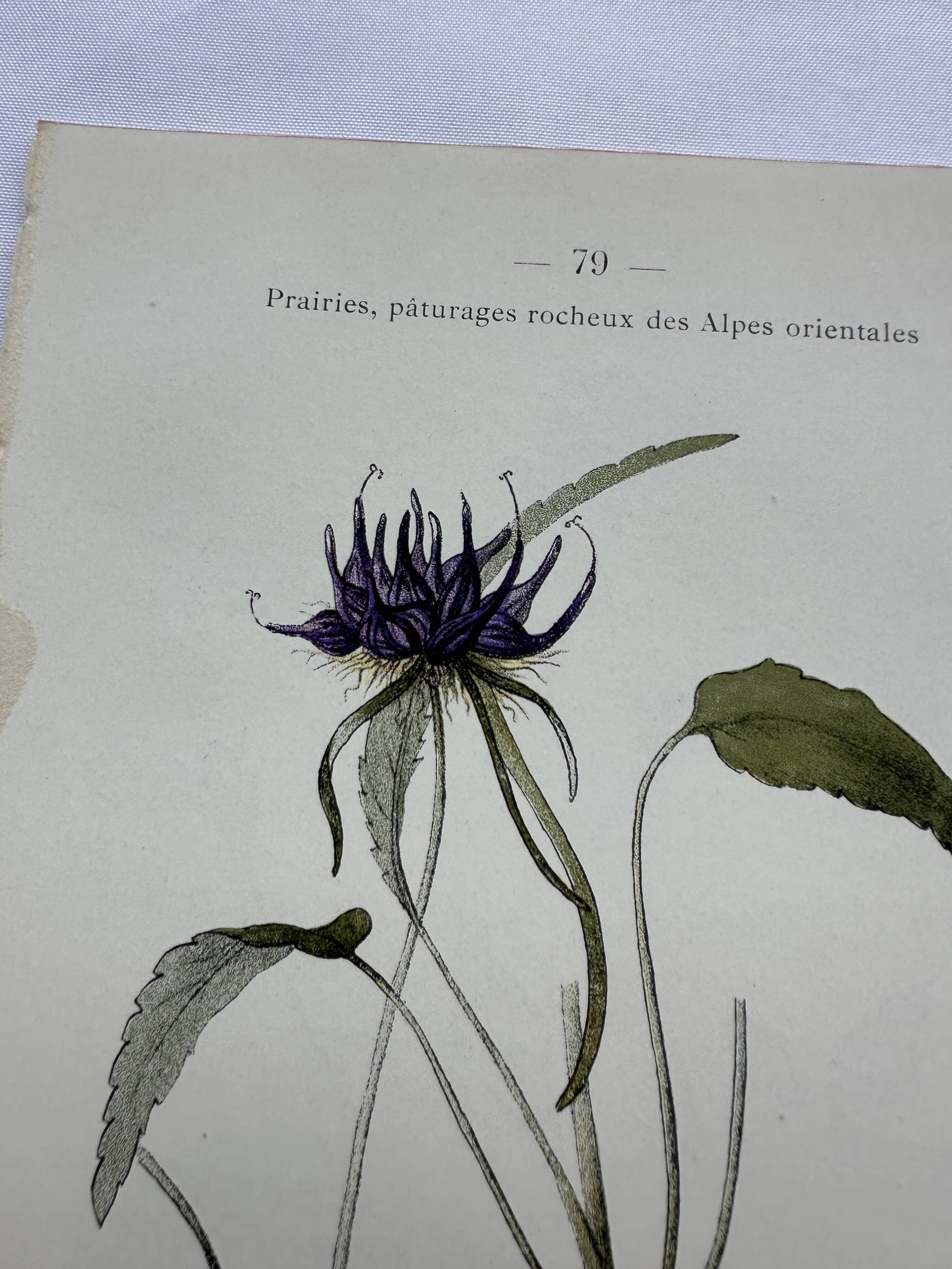 Vintage botanical lithograph naturalist plate France