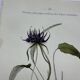 Vintage botanical lithograph naturalist plate France