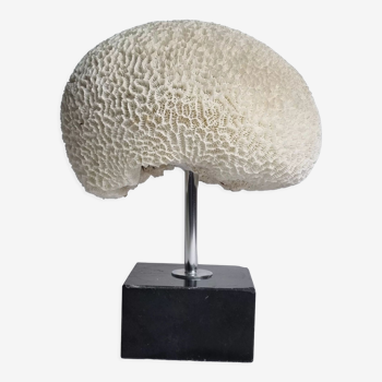 Ancien corail "cerveau" Diploria labyrinthiformis sur socle, 19 cm