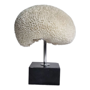 Ancien corail cerveau