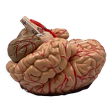 Anatomical brain model