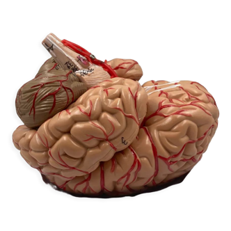 Anatomical brain model