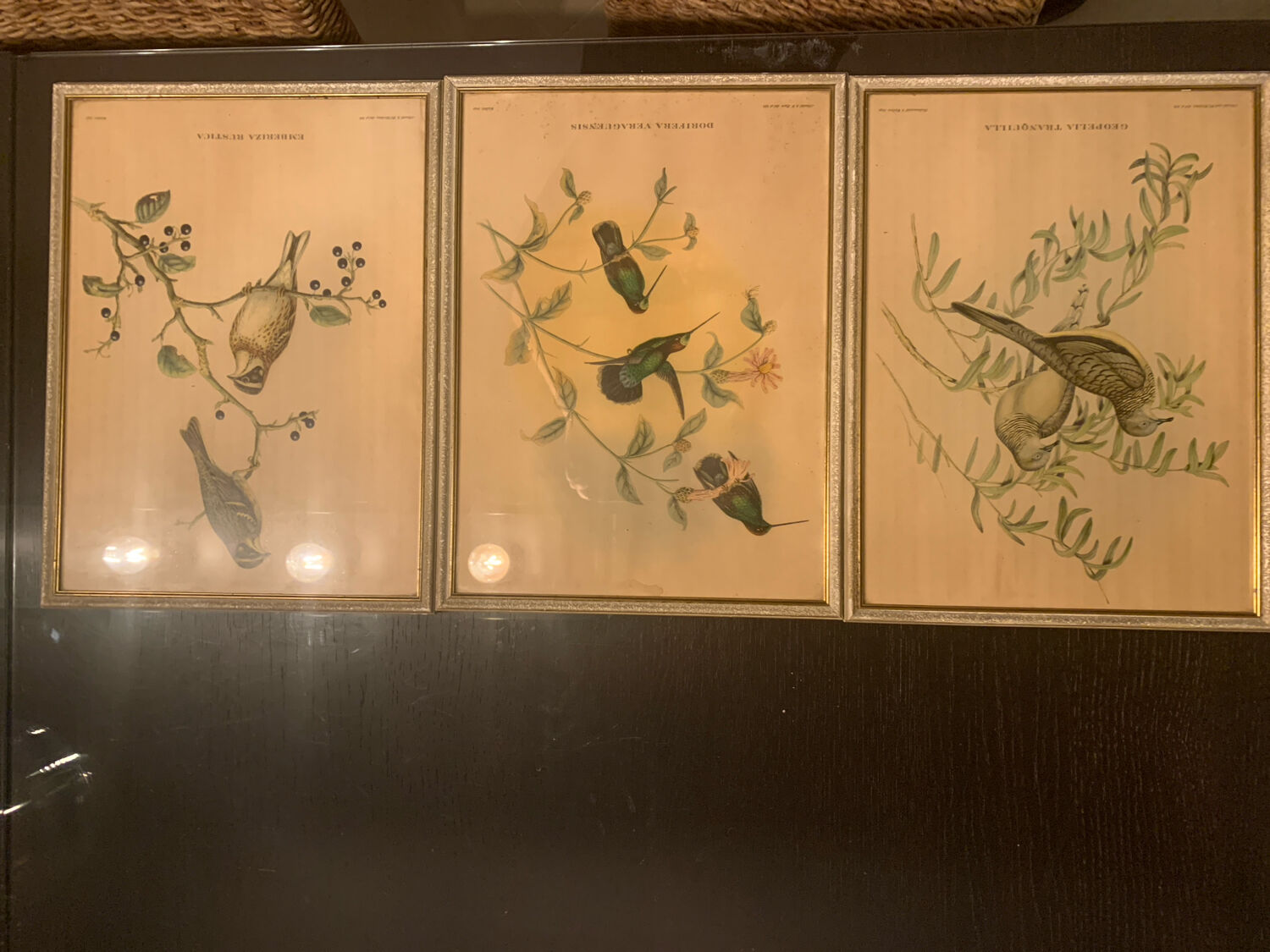 Lithograph J. Gould & HC Richter