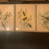 Lithograph J. Gould & HC Richter