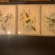 Lithograph J. Gould & HC Richter