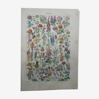 Lithographie gravure sur les fleurs datant de 1905
