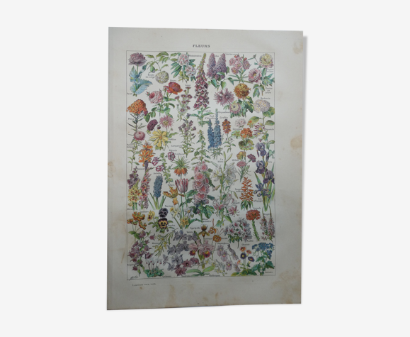 Lithographie gravure sur les fleurs datant de 1905