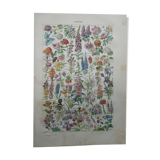 Lithographie gravure sur les fleurs datant de 1905