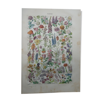 Lithographie gravure sur les fleurs datant de 1905