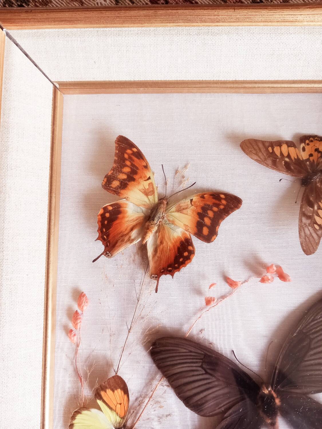 Gilded wooden frame with naturalized butterflies