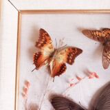 Gilded wooden frame with naturalized butterflies