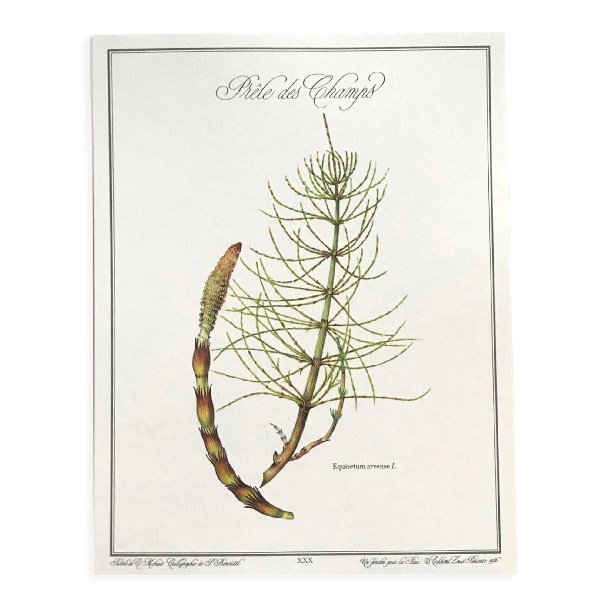 Botanical plate horsetail of the fields