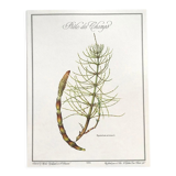 Botanical plate horsetail of the fields