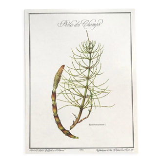 Botanical plate horsetail of the fields