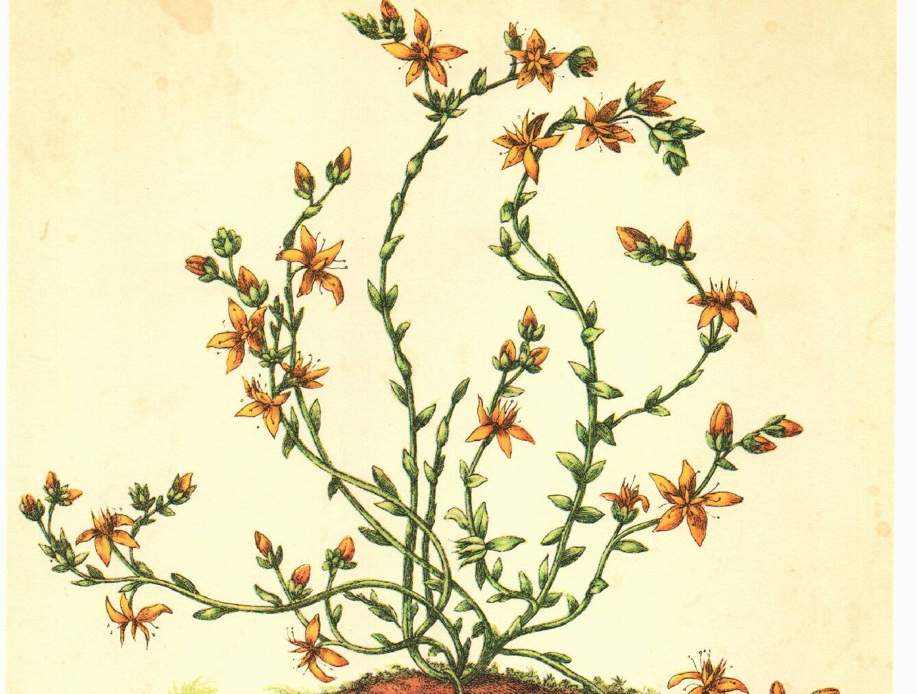 Old illustration 1959 - Bitter Stonecrop - botanical plate of wild flower