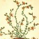 Old illustration 1959 - Bitter Stonecrop - botanical plate of wild flower
