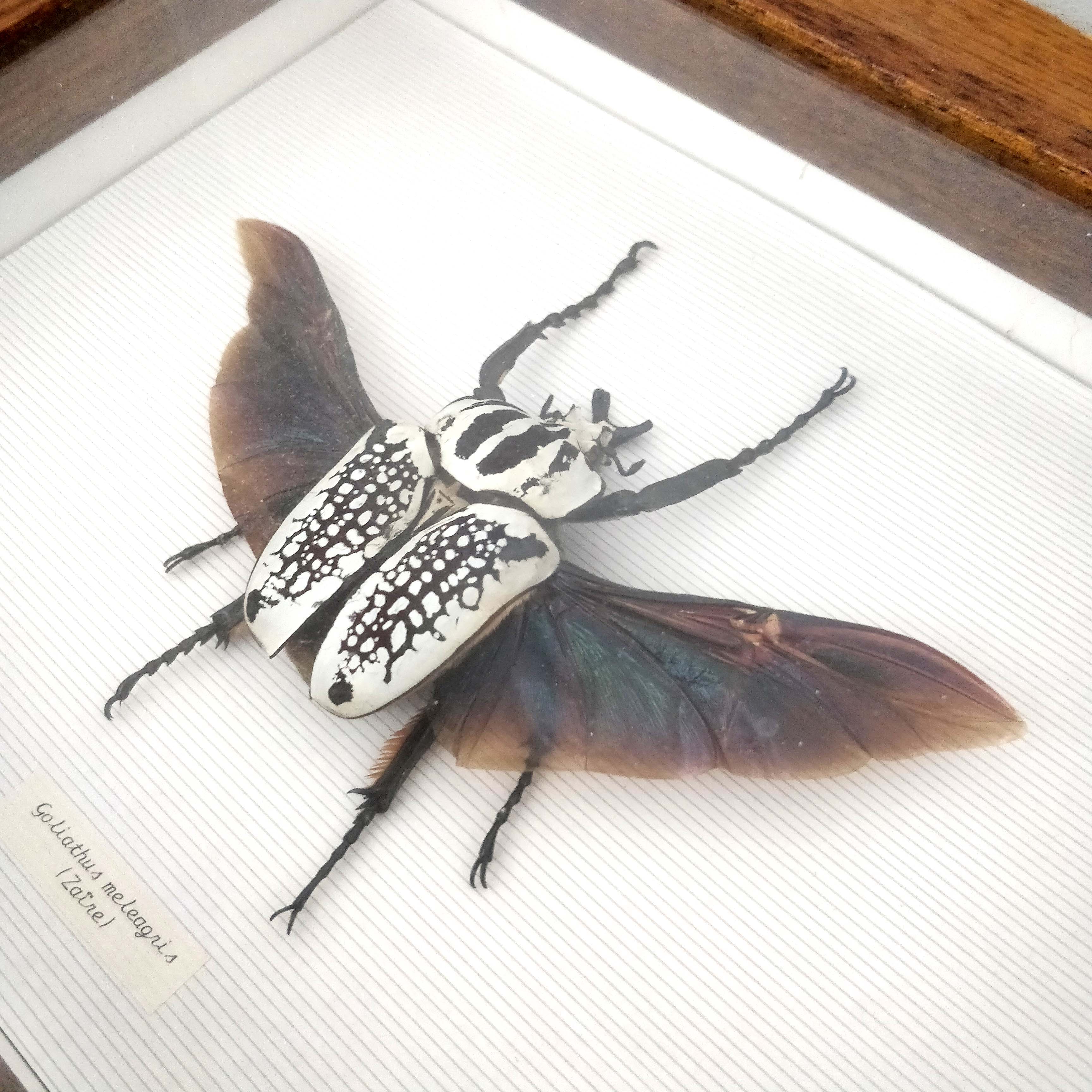 African insect frame under glass 30x24cm