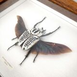 African insect frame under glass 30x24cm
