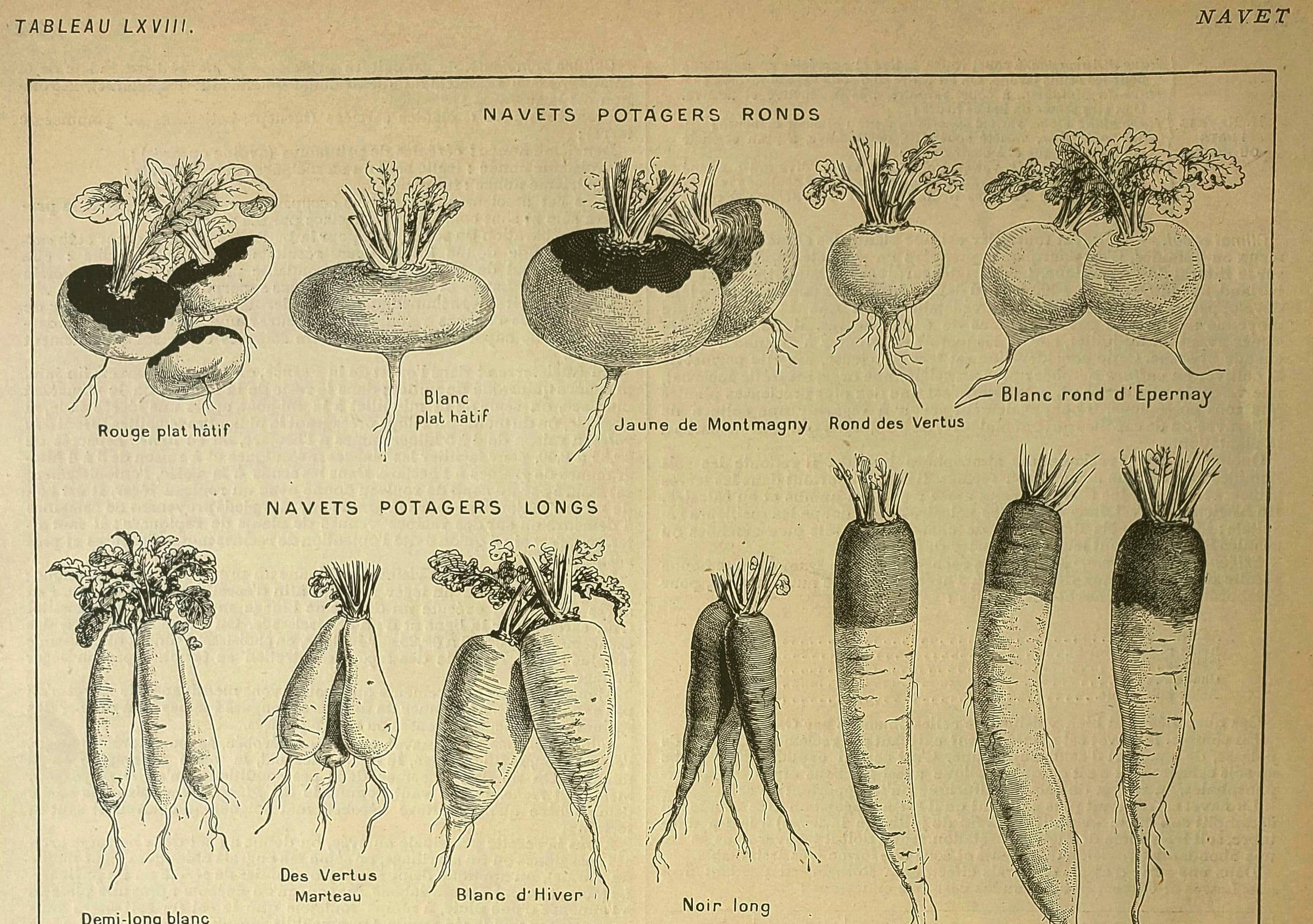 Botanical plate 1921 M. Dessertenne - Vegetable garden turnip - old engraving