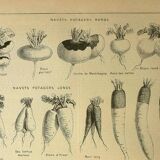 Botanical plate 1921 M. Dessertenne - Vegetable garden turnip - old engraving