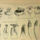 Botanical plate 1921 M. Dessertenne - Vegetable garden turnip - old engraving