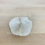 Natural White Fungia Coral