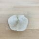 Natural White Fungia Coral