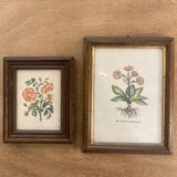 Pair of framed botanical prints