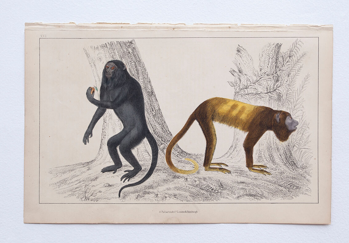 Lithography engraving vintage monkeys - 1850
