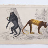 Lithography engraving vintage monkeys - 1850