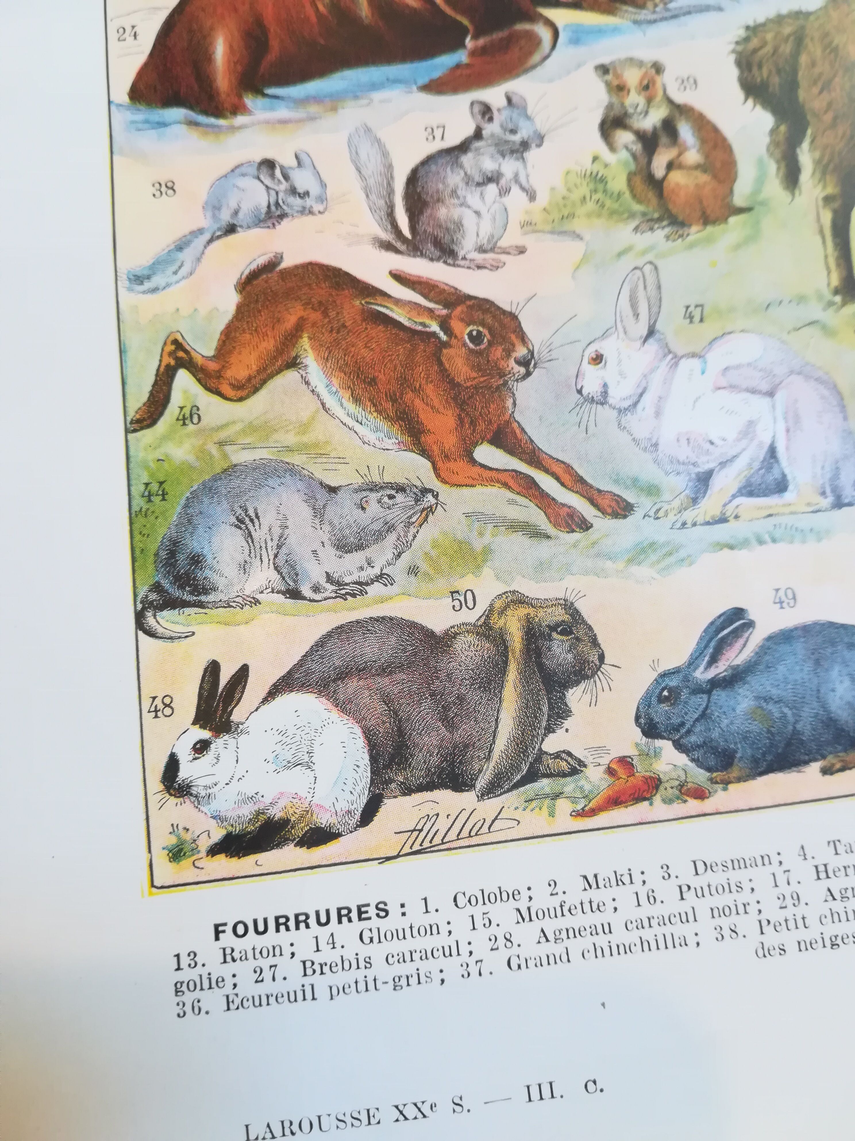 Lithograph on furbearing animals from 1928