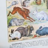 Lithograph on furbearing animals from 1928