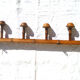 Old wooden coat holder
