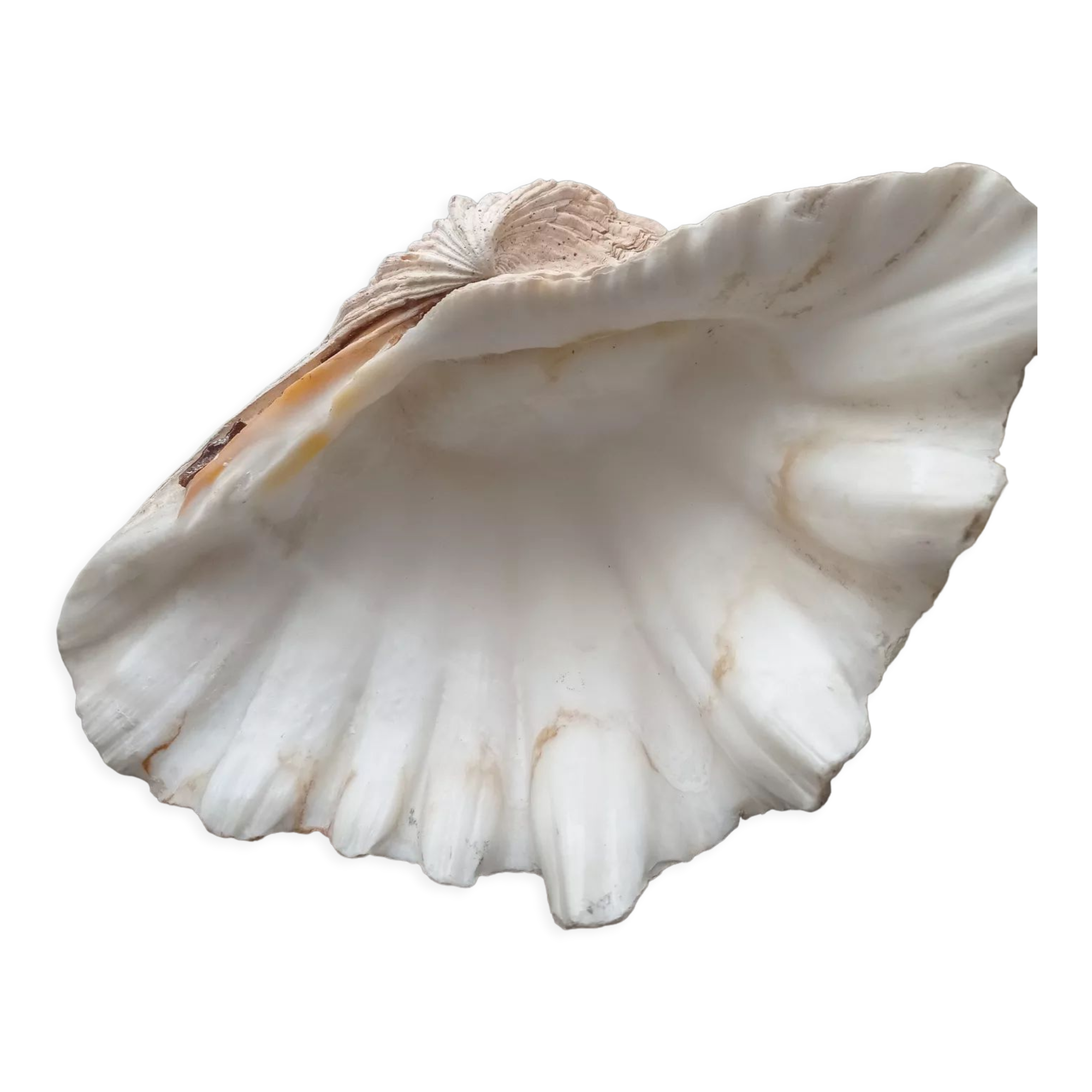 Véritable coquillage bénitier