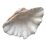 Real clam shell