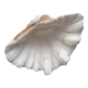 Véritable coquillage bénitier