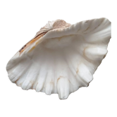 Véritable coquillage bénitier