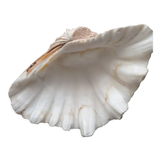 Real clam shell