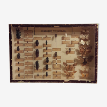 Frame insect harmful taxidermy