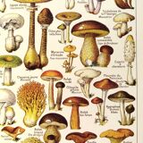 Mushroom poster, based on a 1920 lithograph