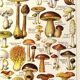 Mushroom poster, based on a 1920 lithograph