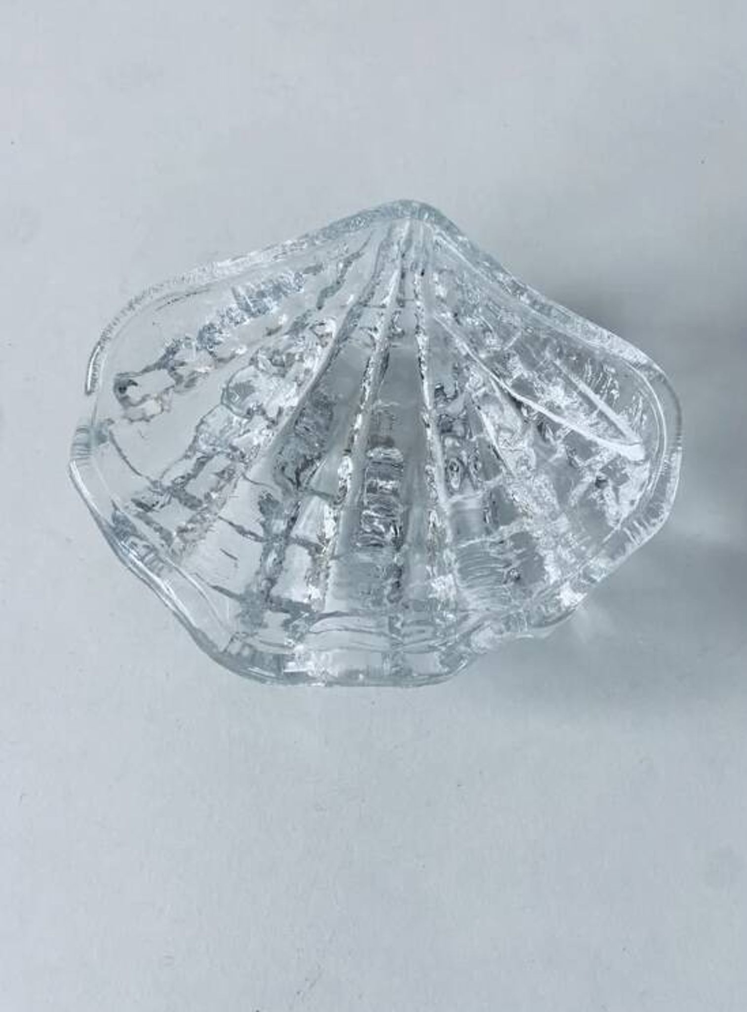 Coquillage bénitier en verre