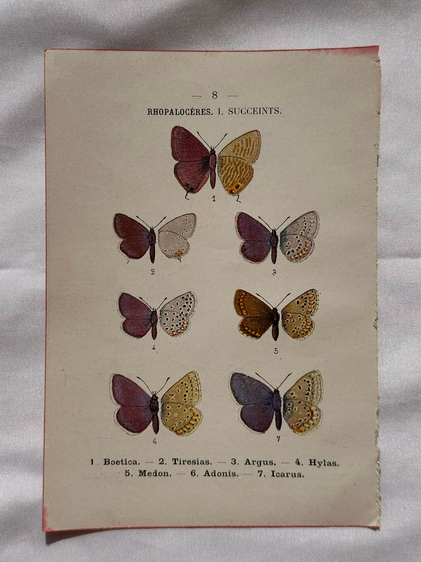 Botanical Plate 1800 Old Naturalist Engraving 19th Century Double-Sided